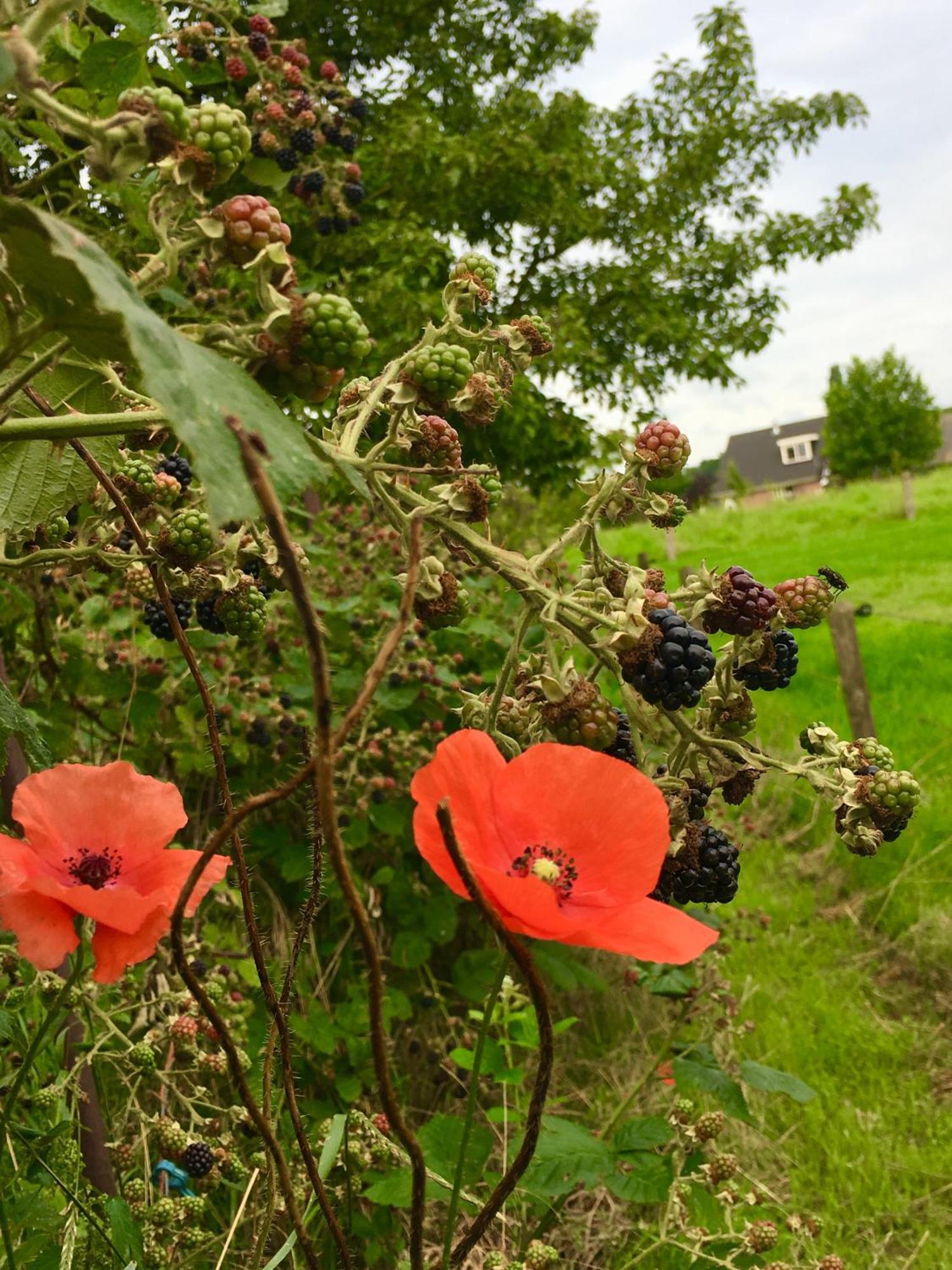 Bed and Breakfast de Bosakker Epse Eksteriør billede